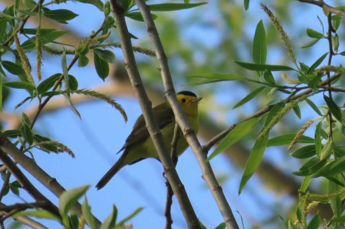 Wilson's Warbler - Paul Nicholson