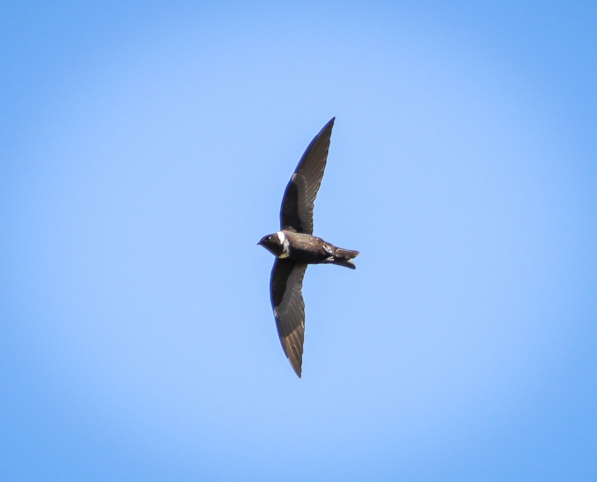 White-collared Swift - Elby Anderson A Silva
