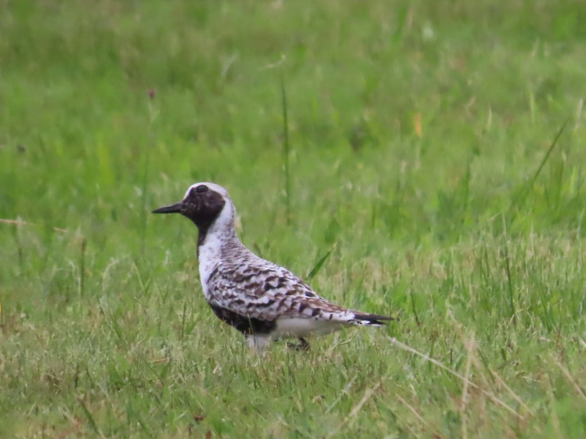 Black-bellied Plover - Holly Cox