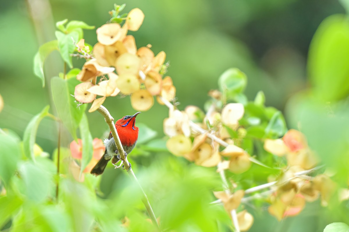 Crimson Sunbird - Thitiphon Wongkalasin