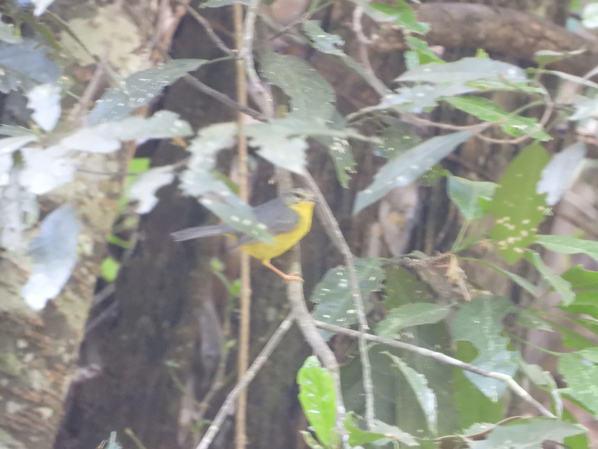 Golden-crowned Warbler - Kimberley Pérez López