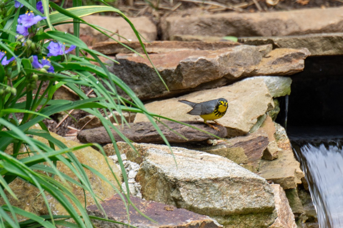 Canada Warbler - ML619176691