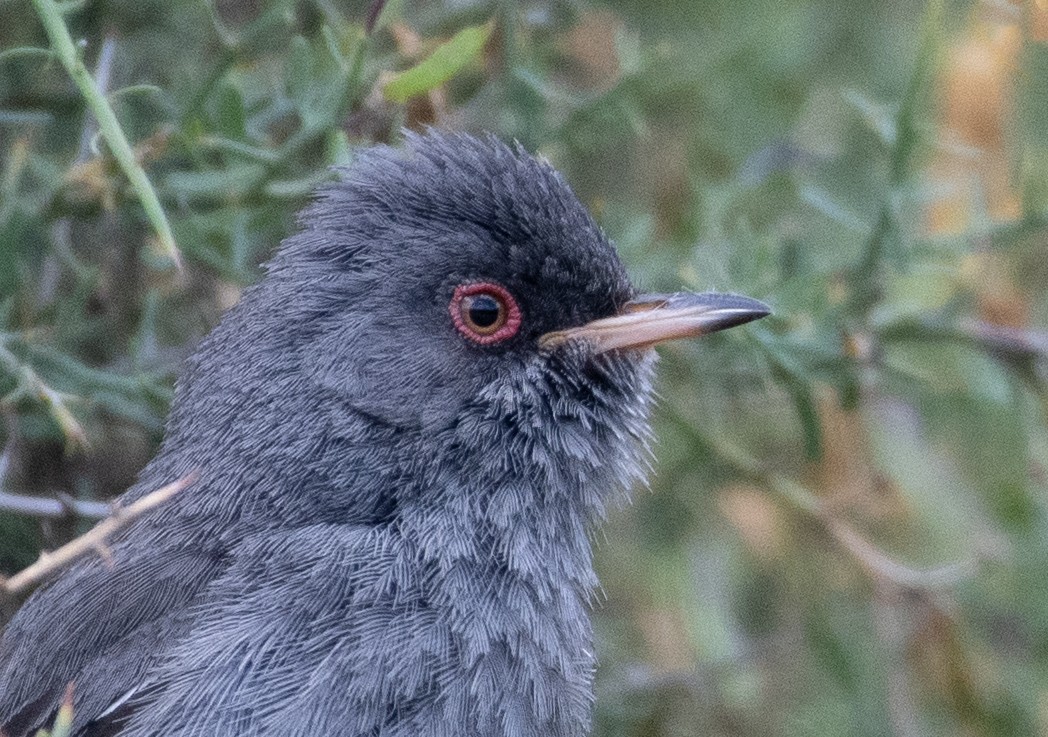 Txinbo sardiniarra - ML619176700