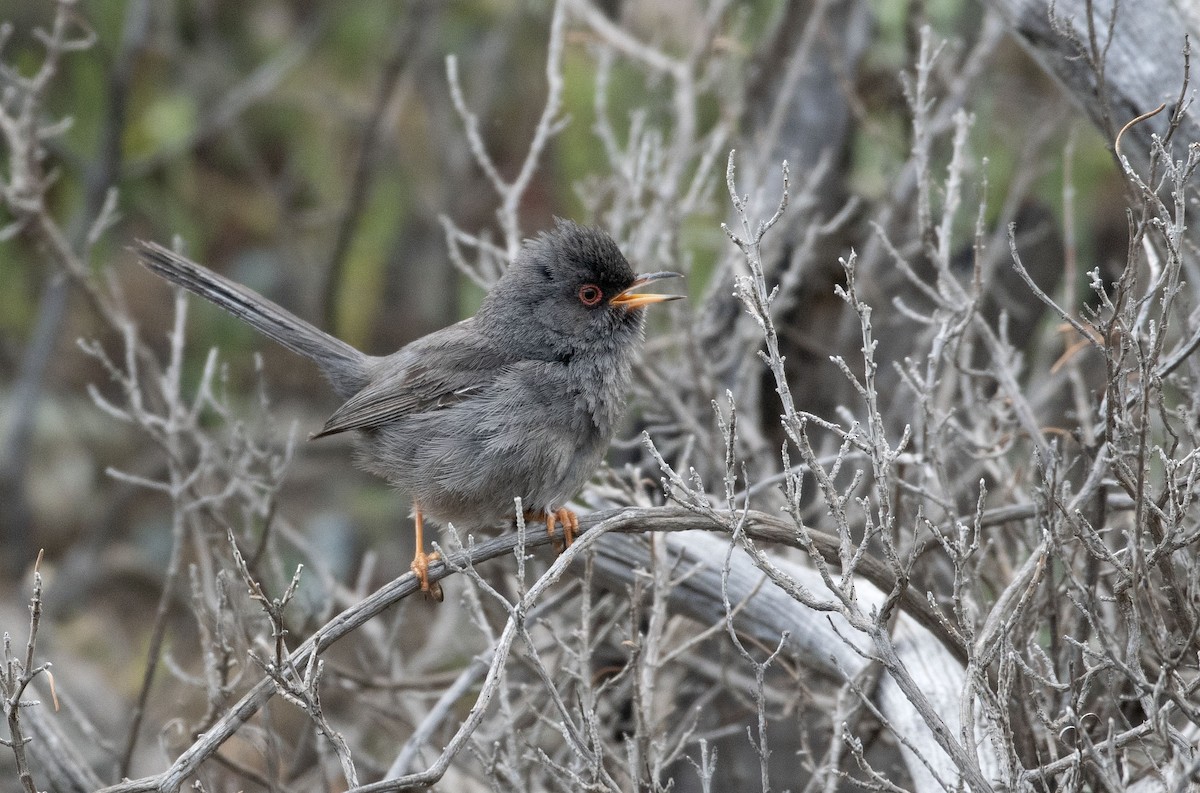 Marmora's Warbler - ML619176718