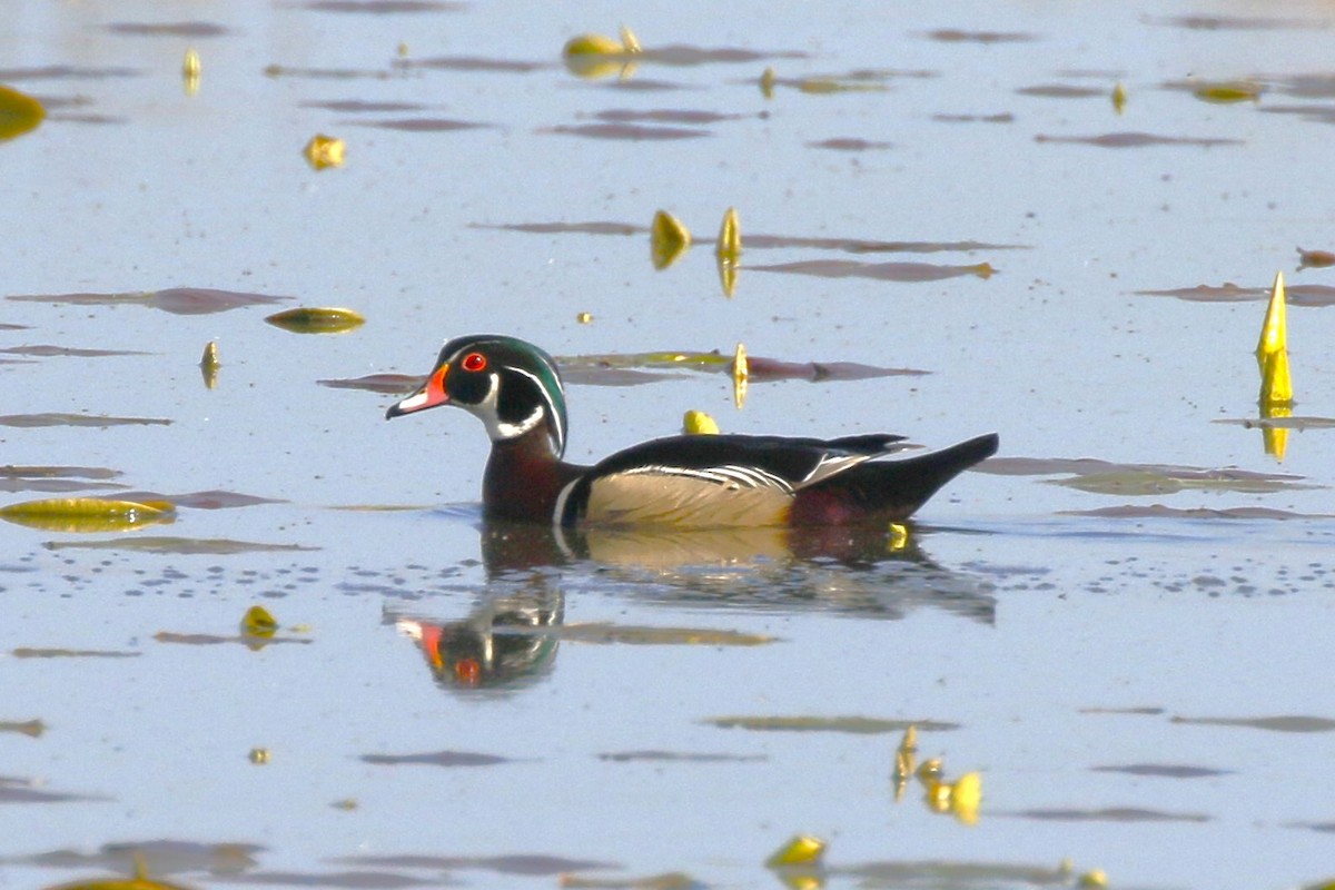 Wood Duck - walter sliva