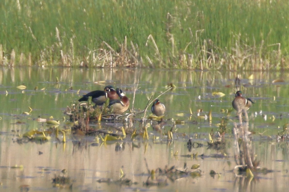 Wood Duck - ML619176733