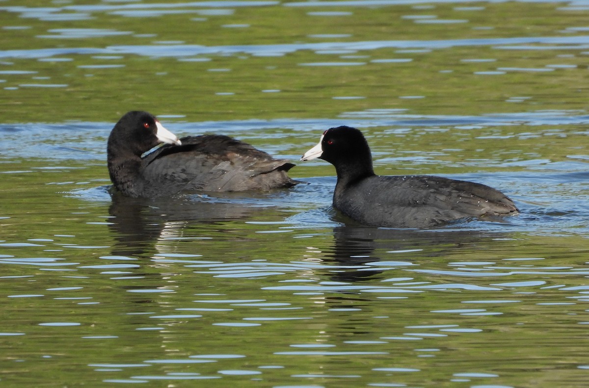 American Coot - William Galloway