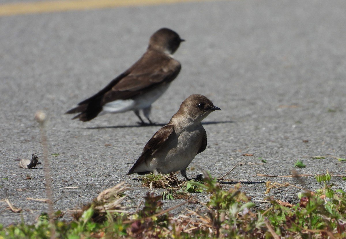 Northern Rough-winged Swallow - William Galloway