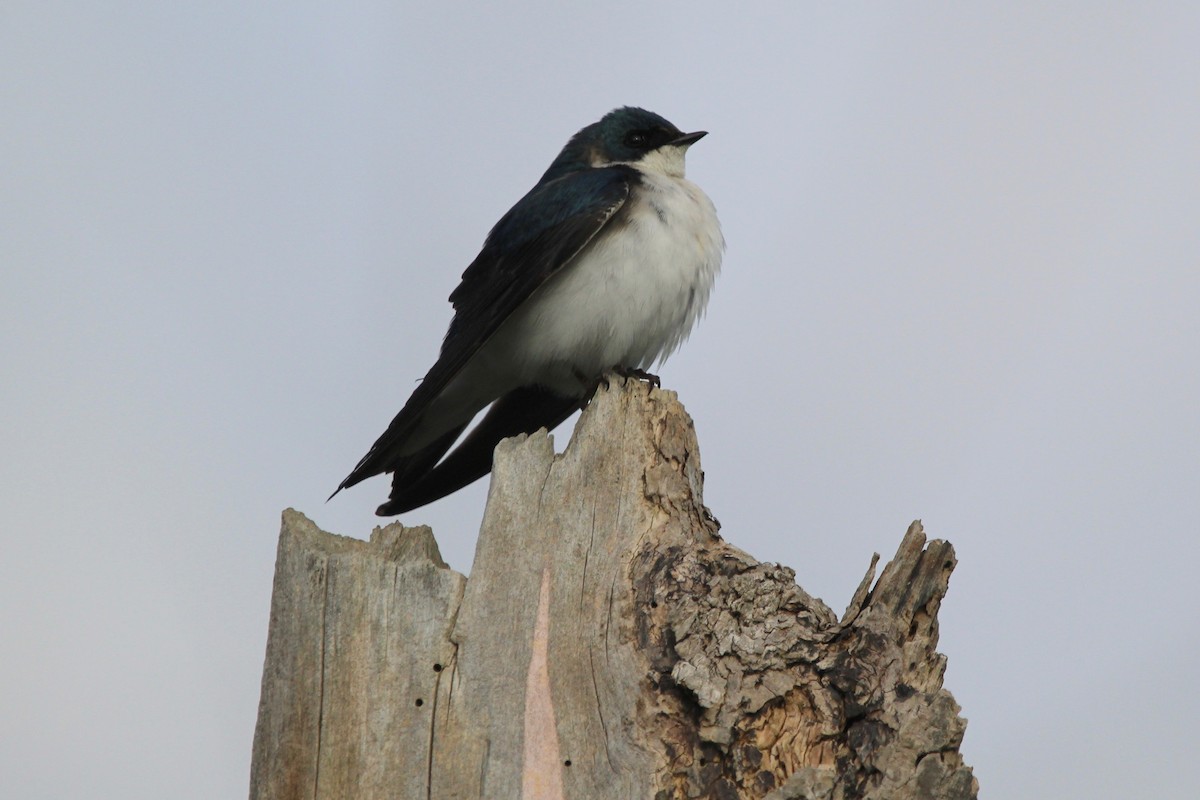 Tree Swallow - Suzanne Picard