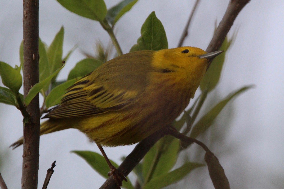Yellow Warbler - Suzanne Picard