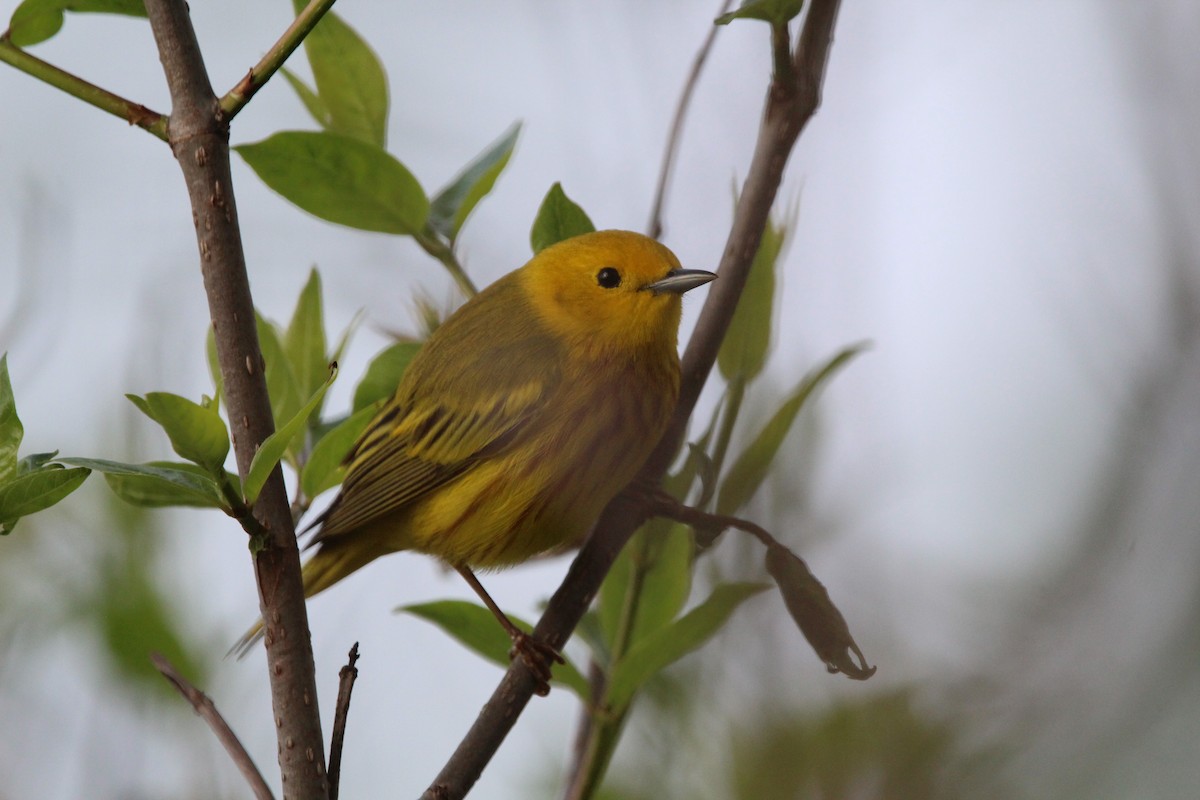 Yellow Warbler - Suzanne Picard