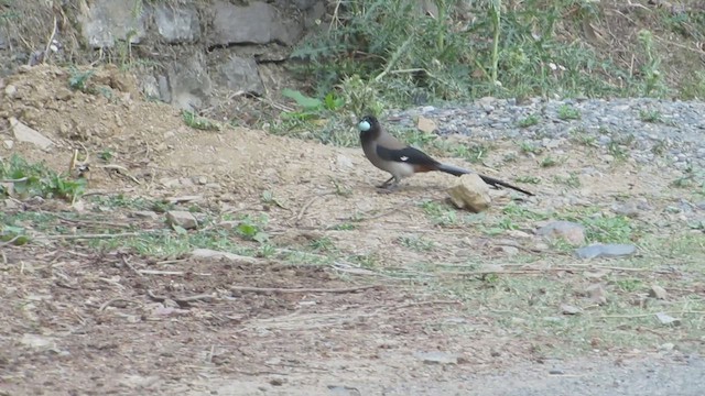 Gray Treepie - ML619176826