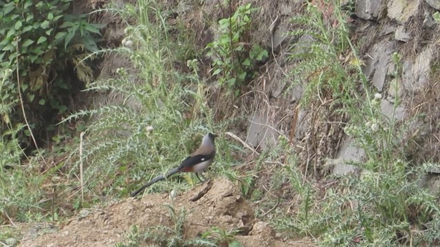 Gray Treepie - ML619176827