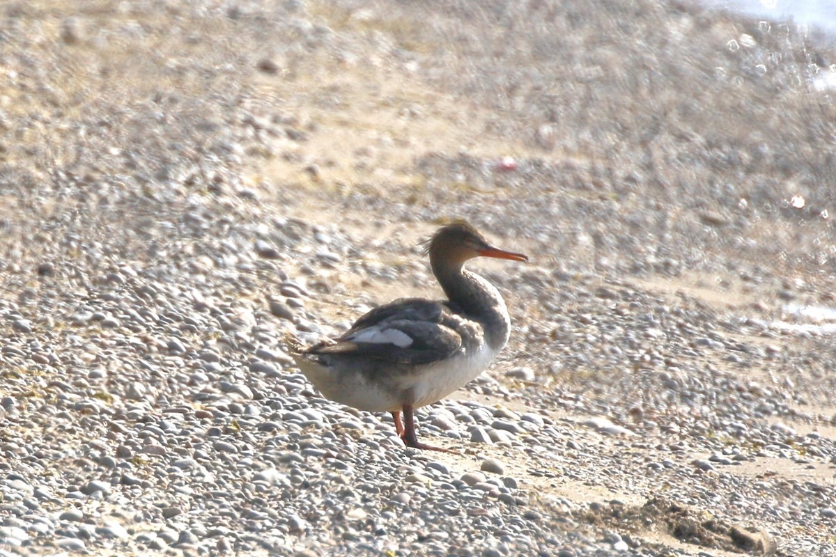 Red-breasted Merganser - walter sliva