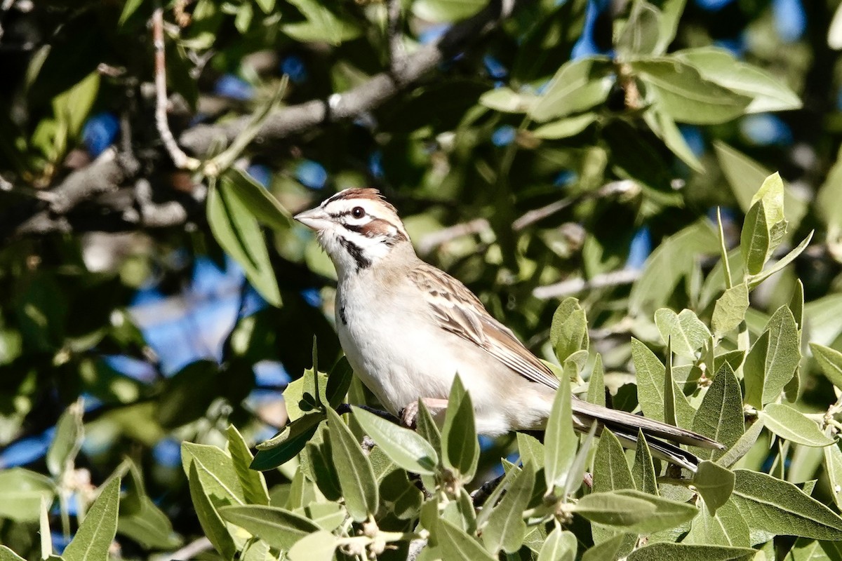 Lark Sparrow - Kenna Sue Trickey