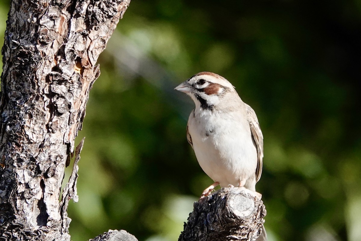 Lark Sparrow - Kenna Sue Trickey