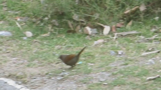 Streaked Laughingthrush - ML619176834