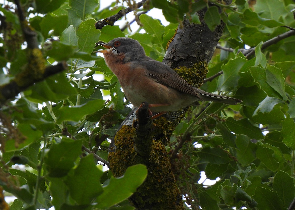 Western Subalpine Warbler - Alberto Laiz