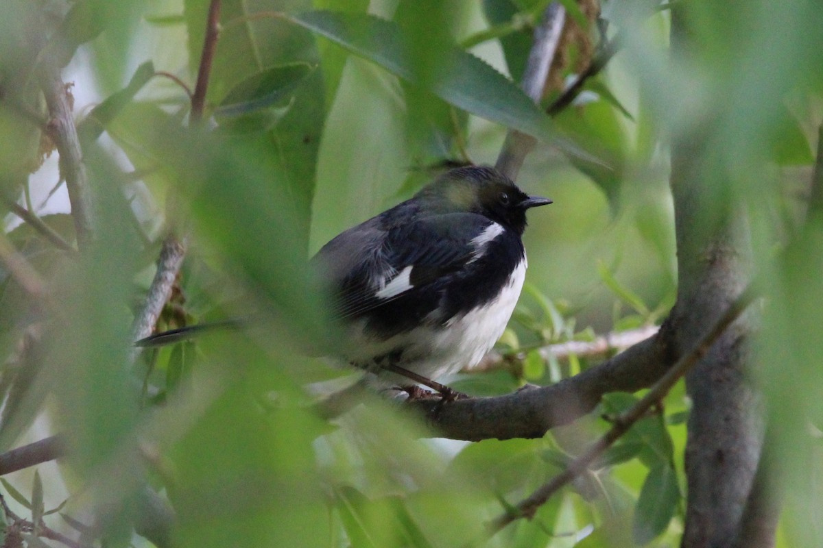 Black-throated Blue Warbler - Suzanne Picard