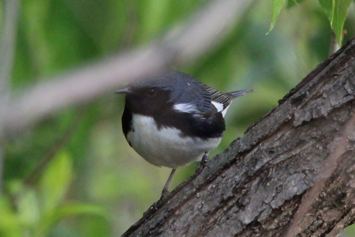 Black-throated Blue Warbler - Suzanne Picard
