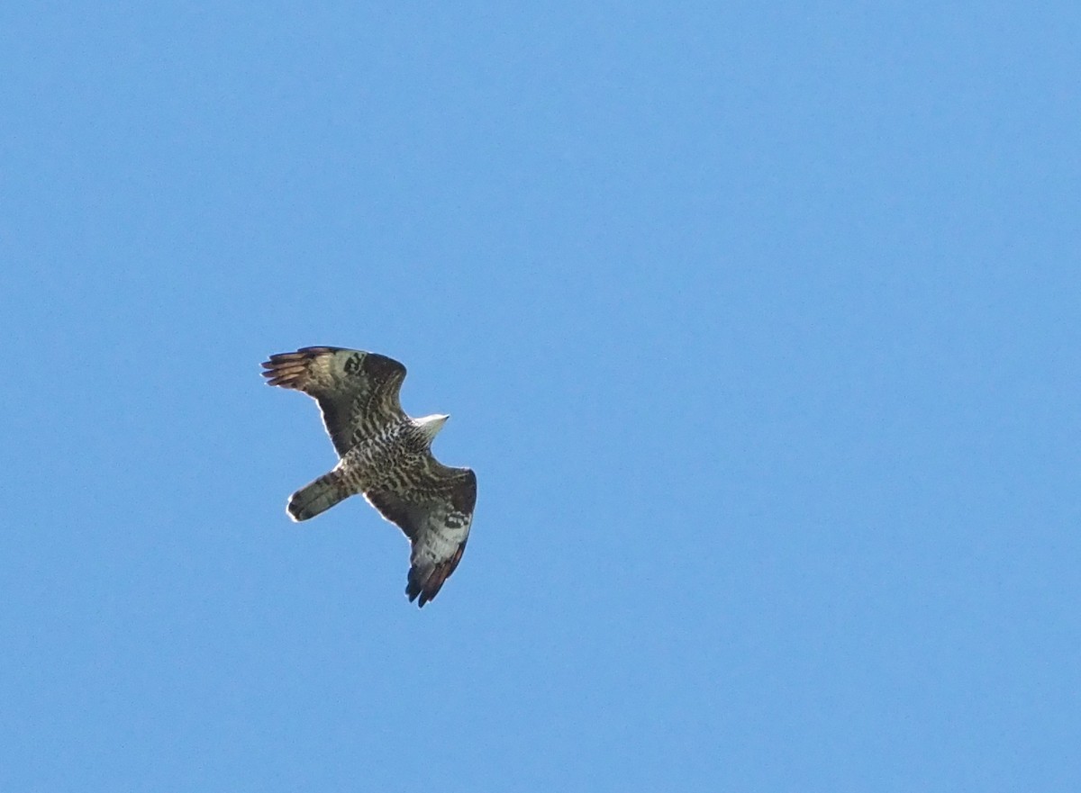 European Honey-buzzard - Asmus Schröter