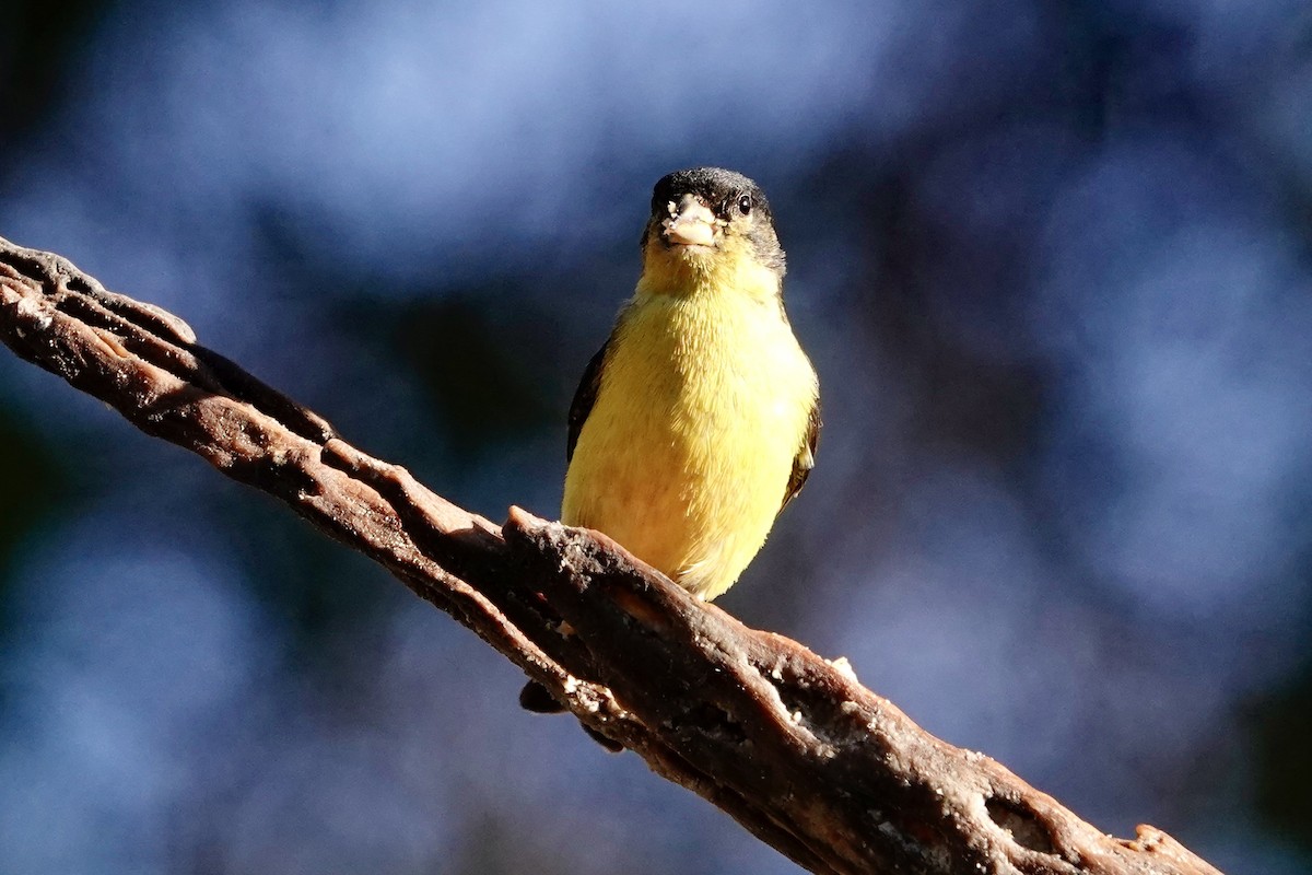 Lesser Goldfinch - Kenna Sue Trickey