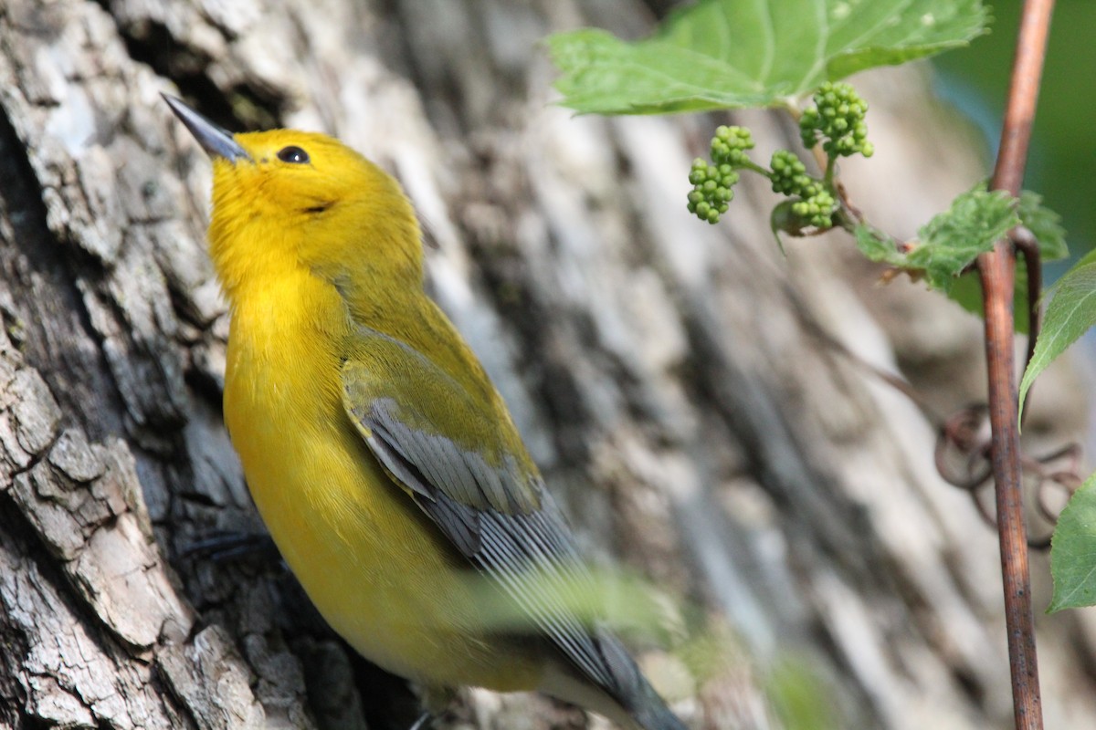 Prothonotary Warbler - Suzanne Picard