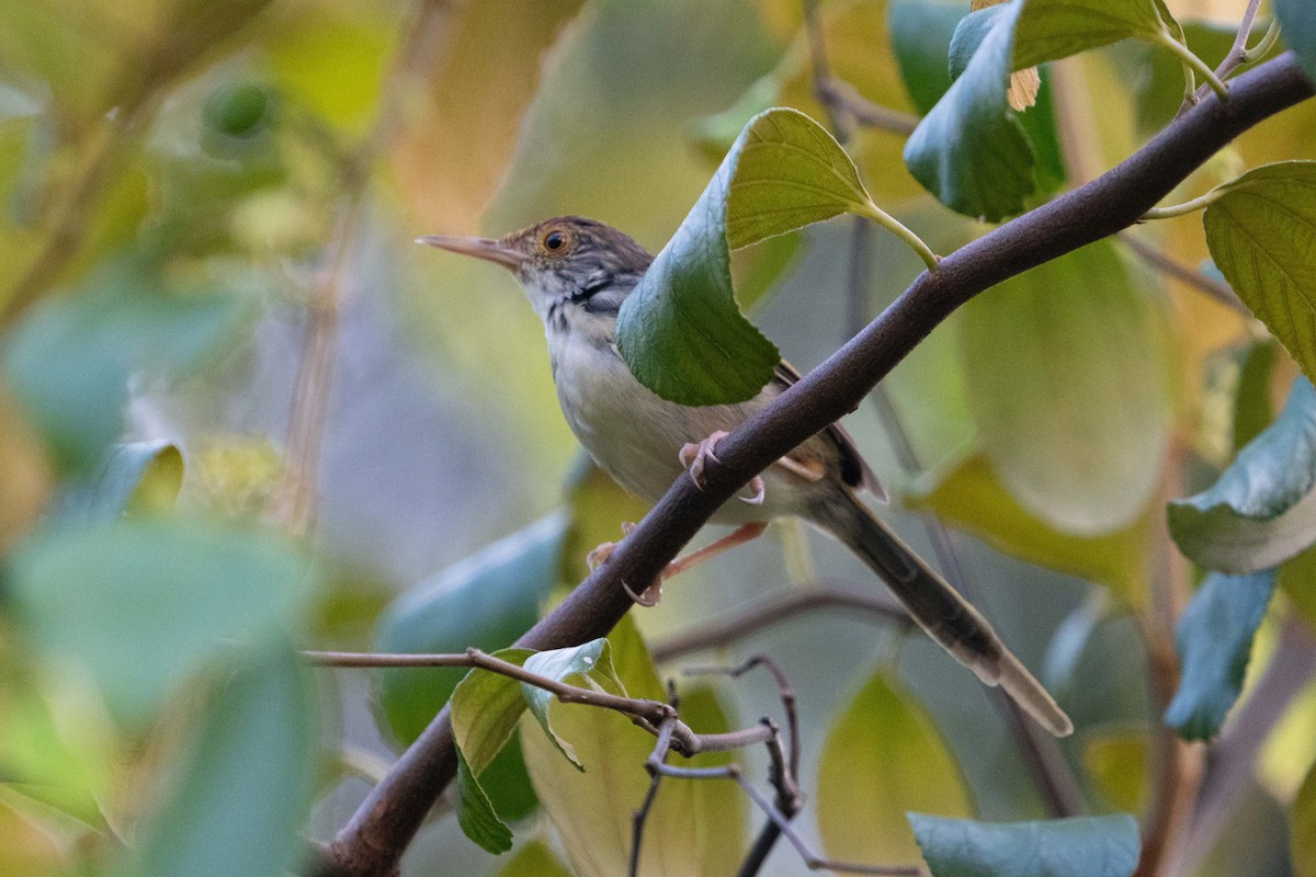 Common Tailorbird - Richard Edden