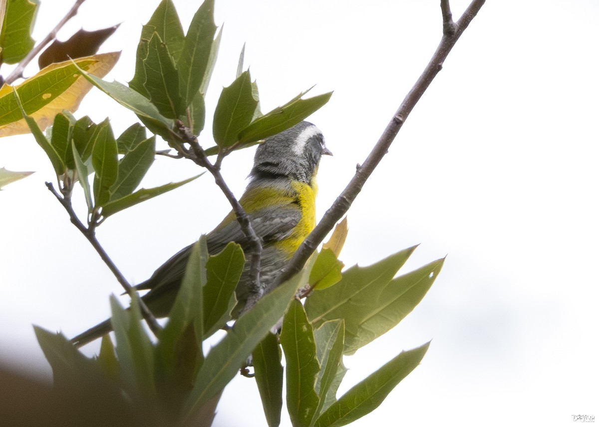 Crescent-chested Warbler - Darlene J McNeil