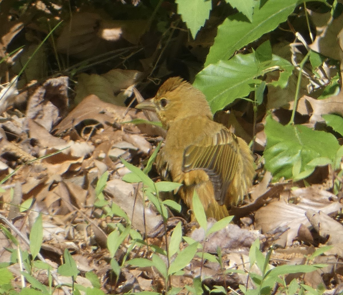 Summer Tanager - ML619176881