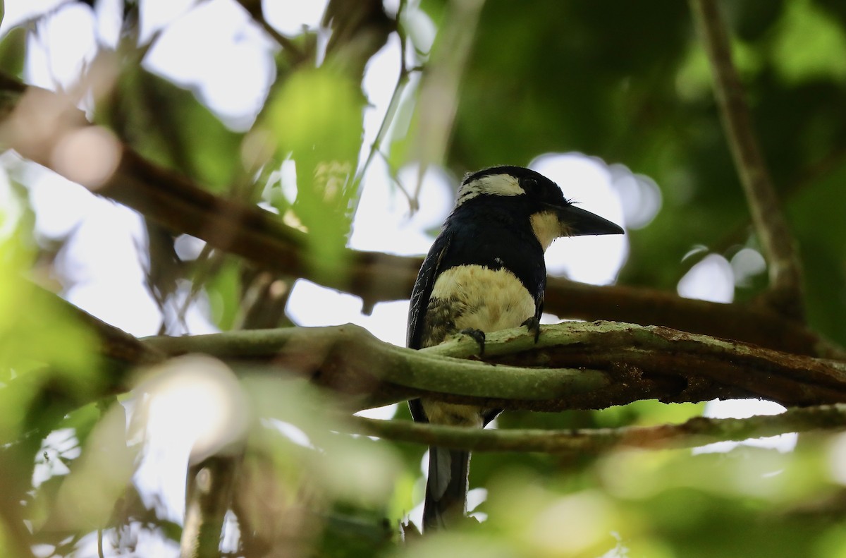 Black-breasted Puffbird - ML619176898