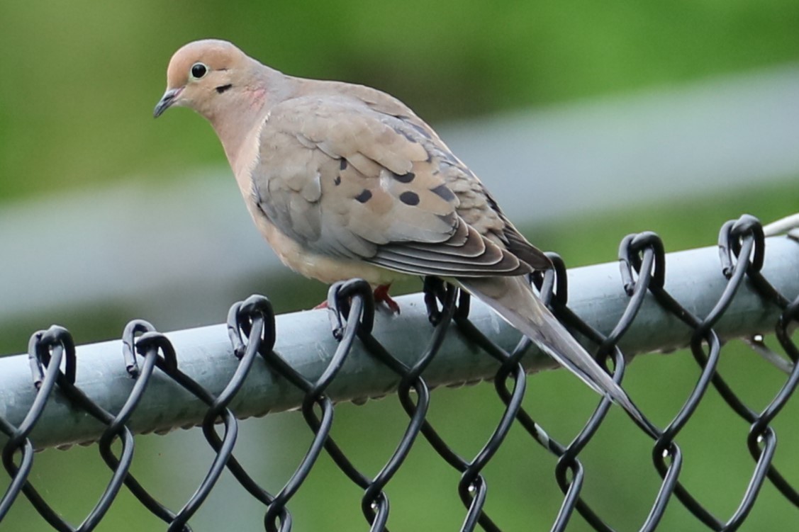 Mourning Dove - michael vedder