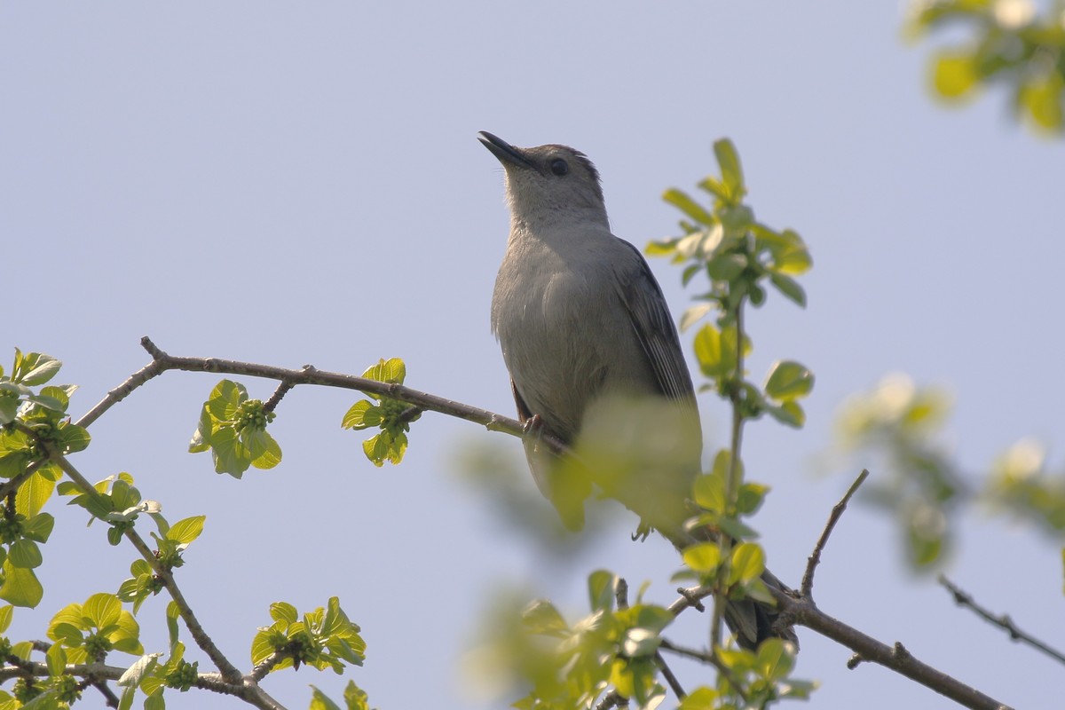 Gray Catbird - walter sliva
