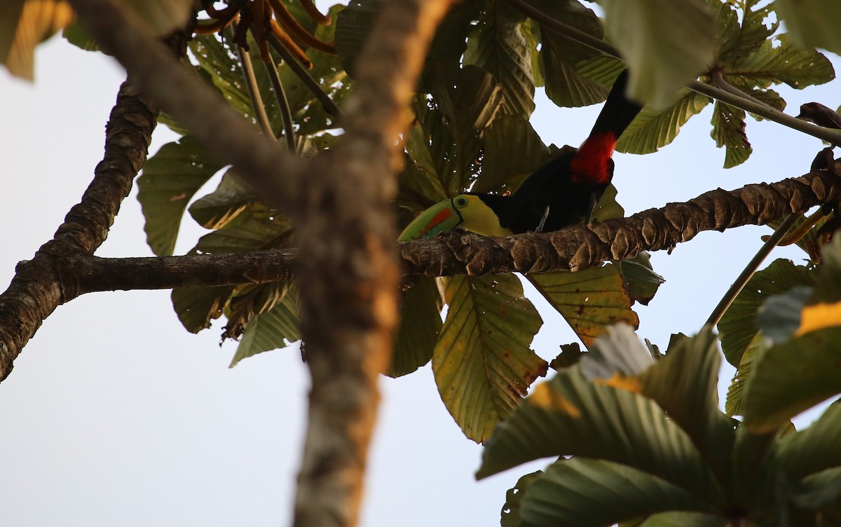 Keel-billed Toucan - David Brassington