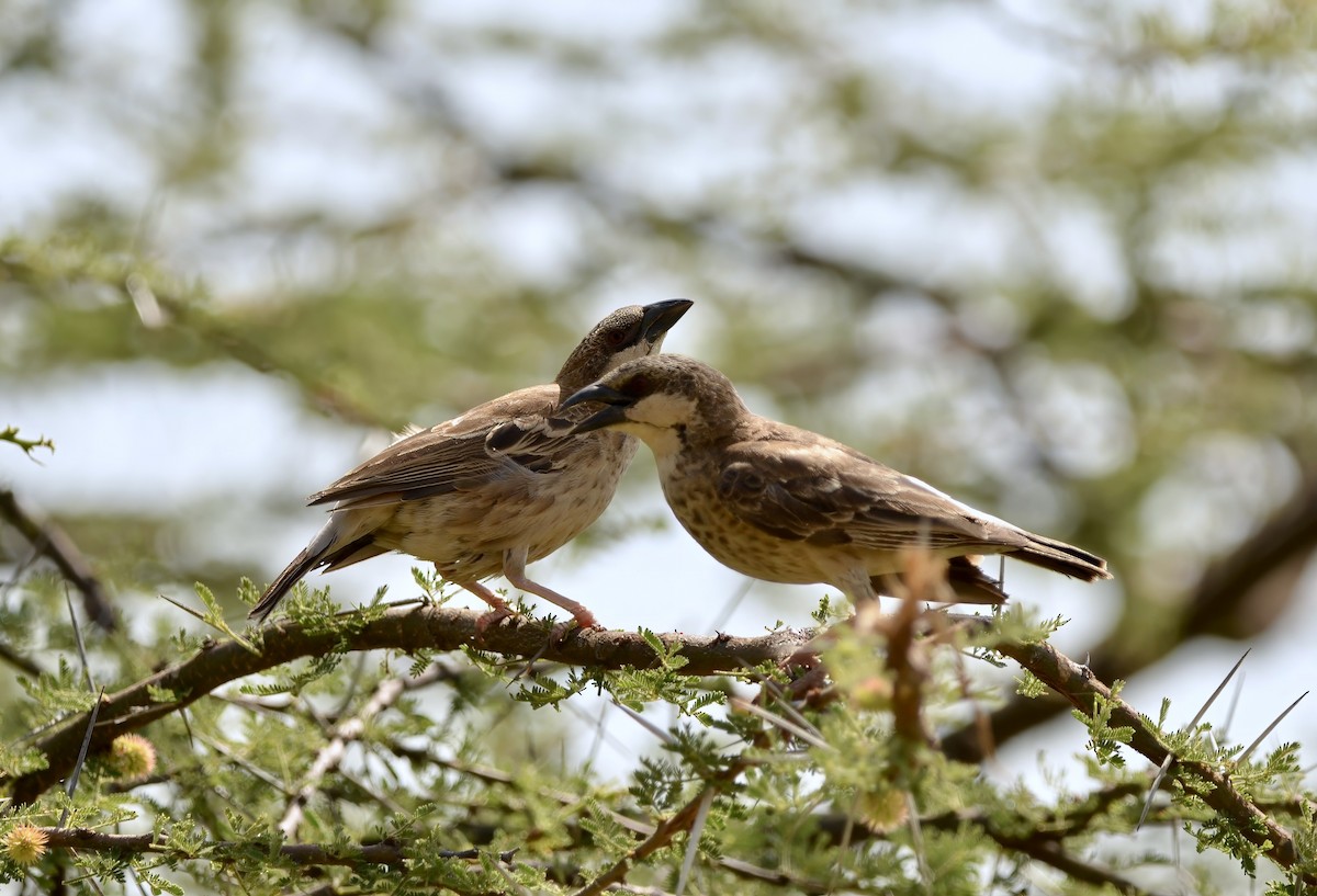 Donaldson Smith's Sparrow-Weaver - Ken Simonite