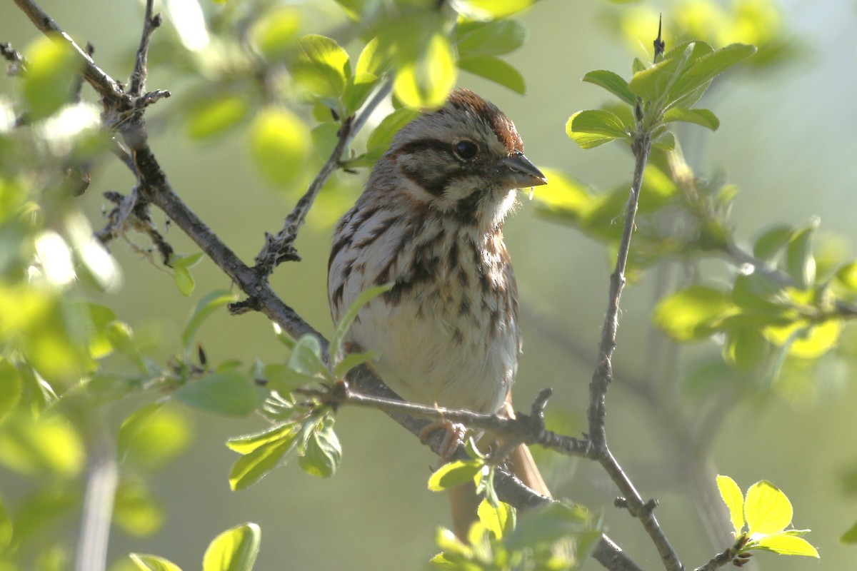 Song Sparrow - walter sliva