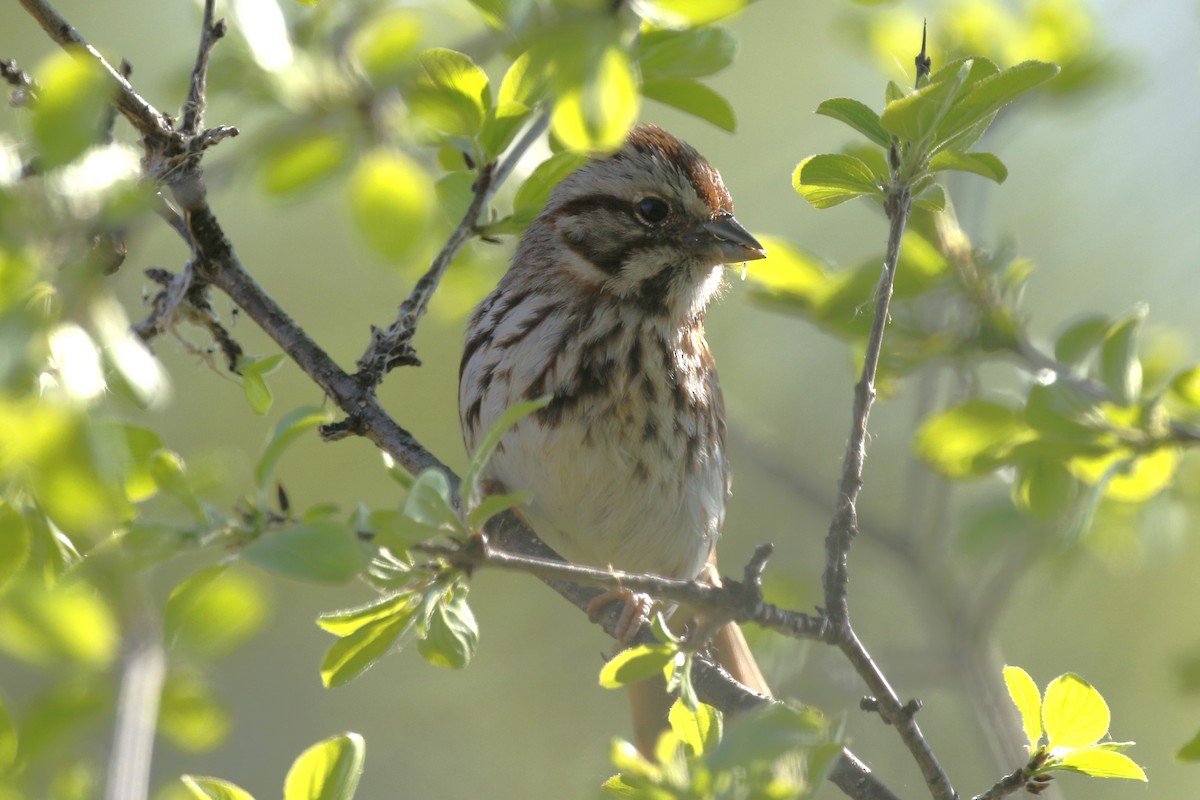 Song Sparrow - ML619176955