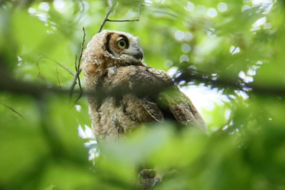 Great Horned Owl - ML619176975