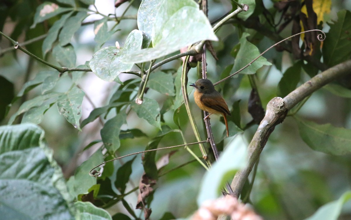 Ruddy-tailed Flycatcher - ML619177011