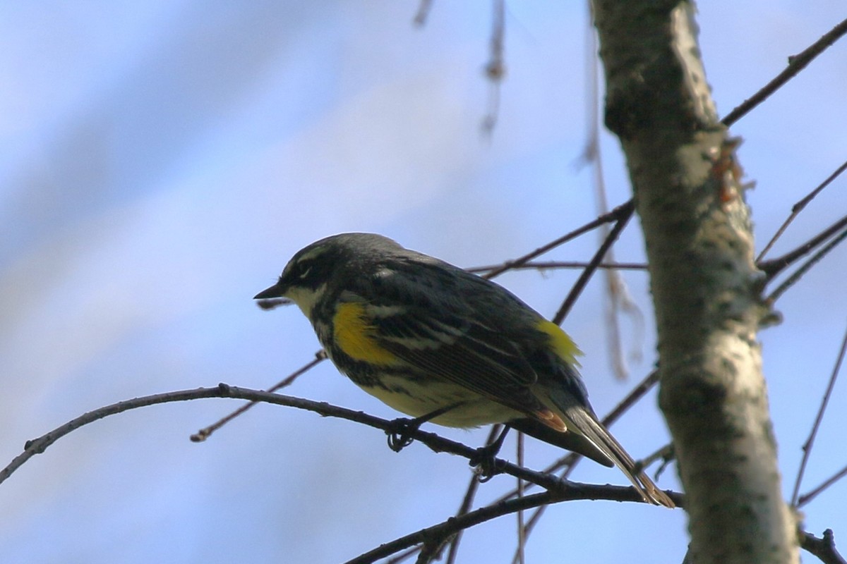 Yellow-rumped Warbler - walter sliva