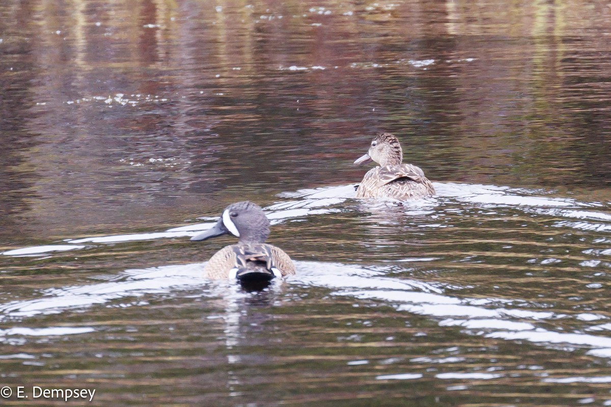 Blue-winged Teal - Ethel Dempsey