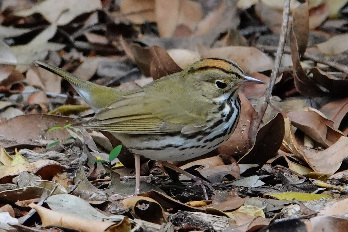 Ovenbird - Linda Hamp