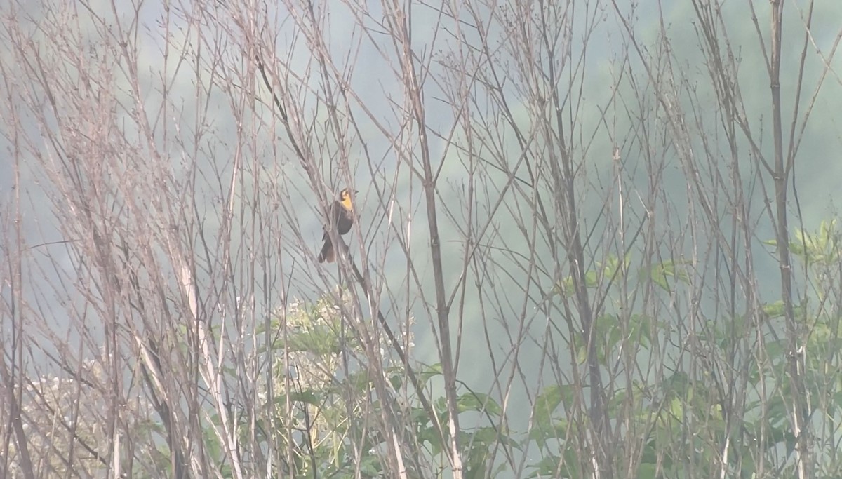 Yellow-headed Blackbird - ML619177036