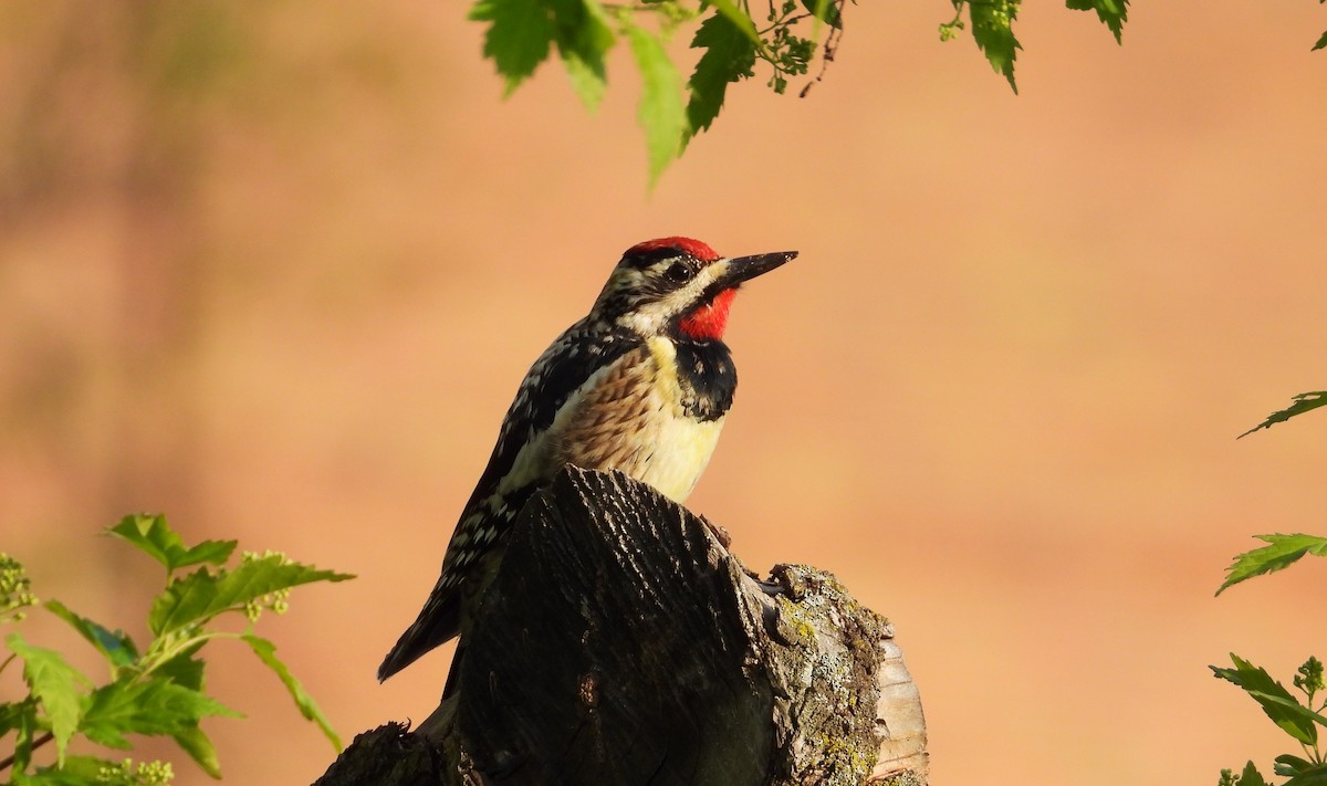 Yellow-bellied Sapsucker - Les Gunderson