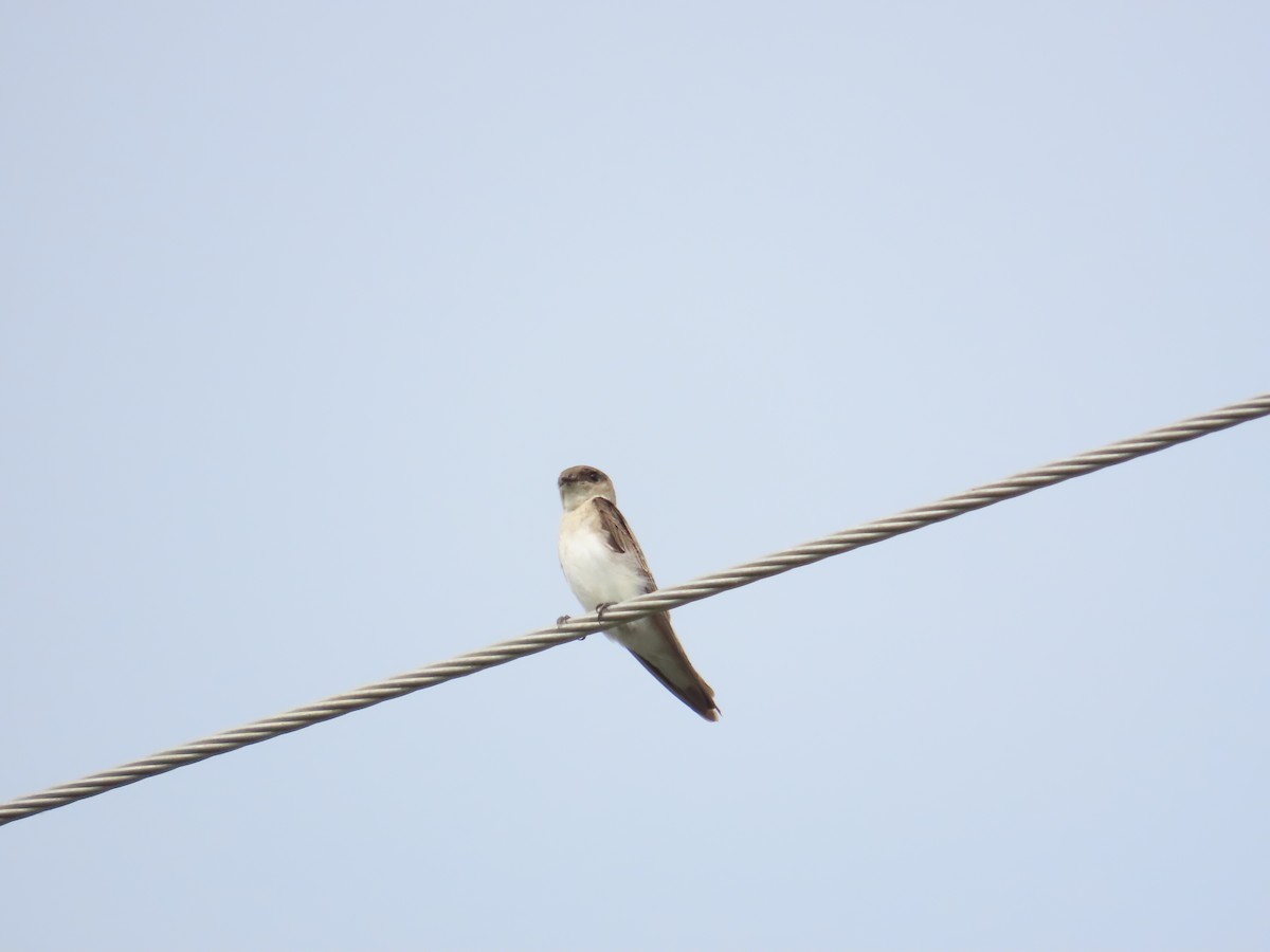 Gray-throated Martin - 韋勳 陳