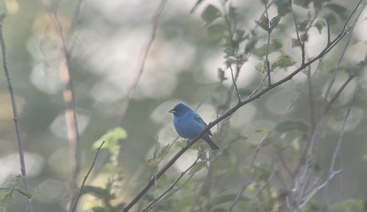 Passerin indigo - ML619177069