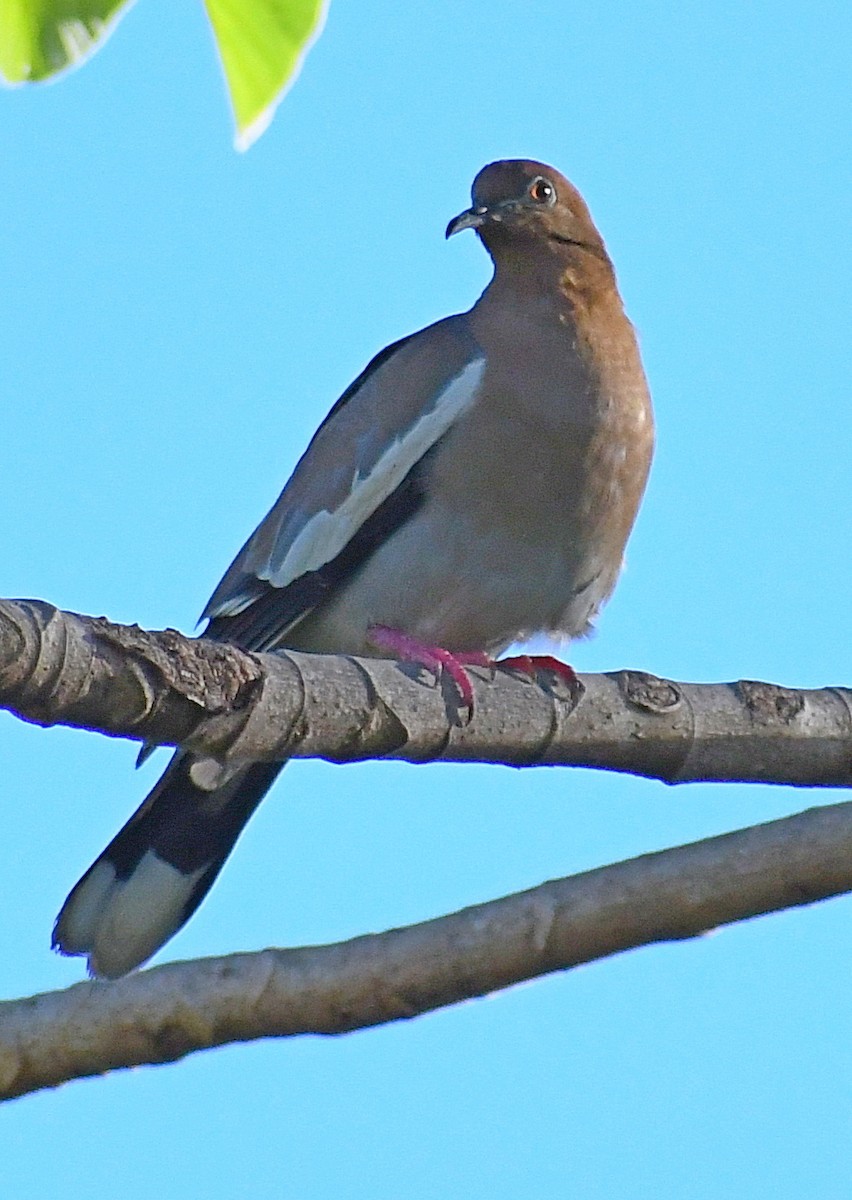 White-winged Dove - Edward Clark