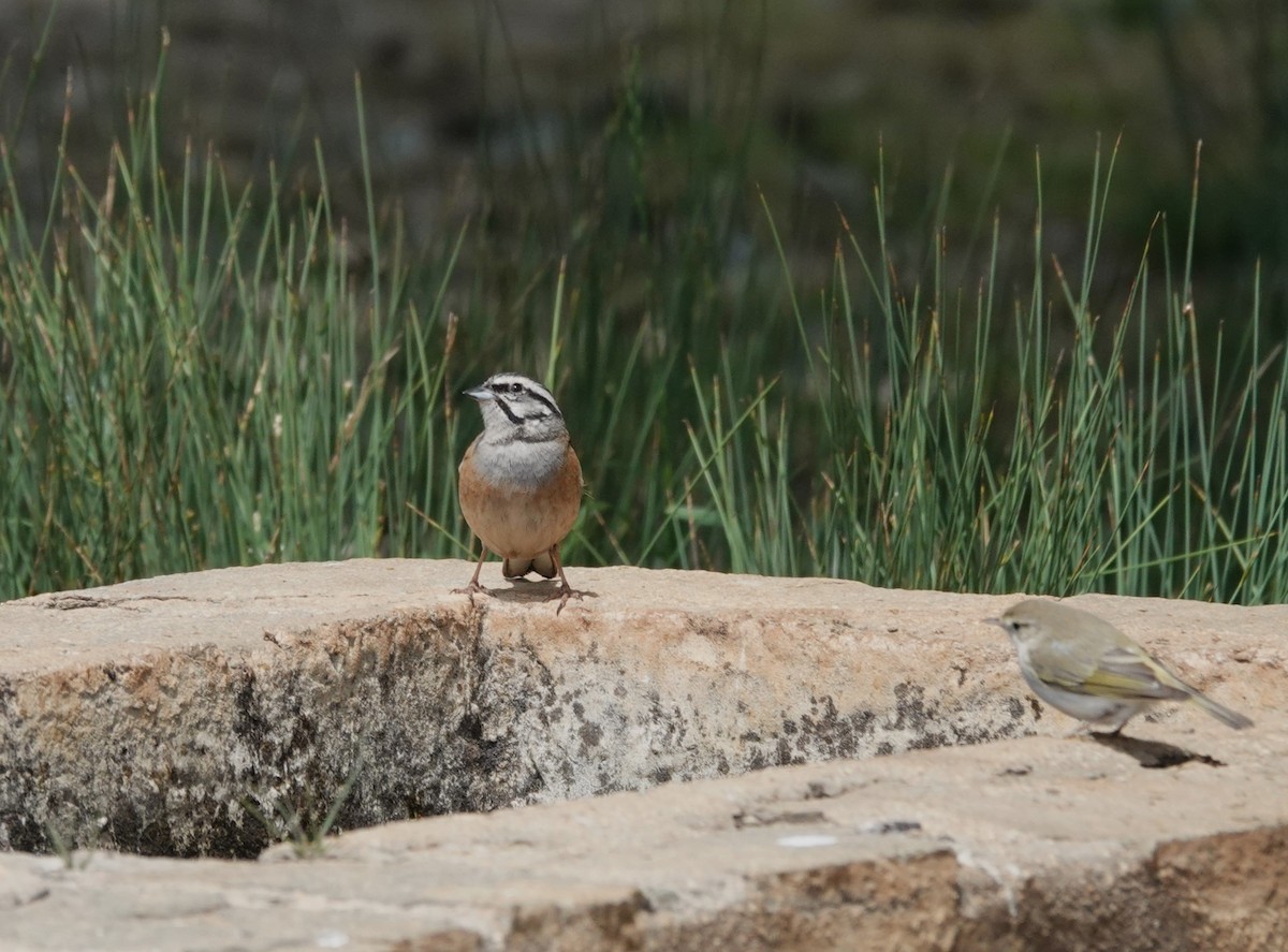 Rock Bunting - ML619177125