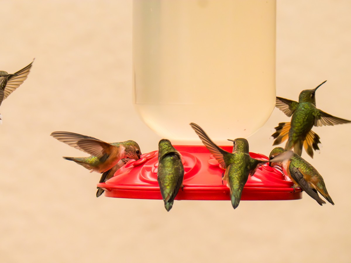 Rufous Hummingbird - Larry Joseph