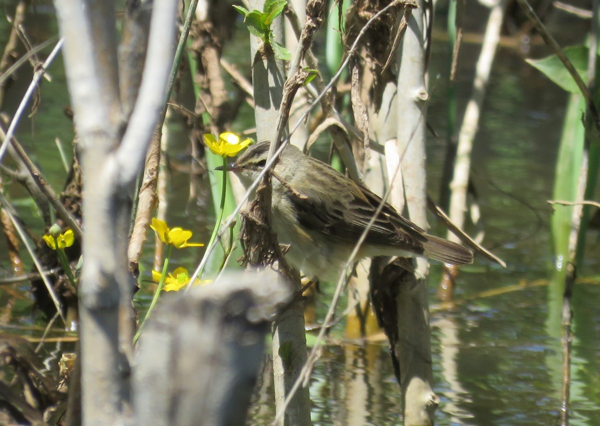 Sedge Warbler - ML619177150